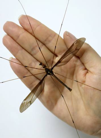 CHINA-CHENGDU-GIANT MOSQUITO (CN)