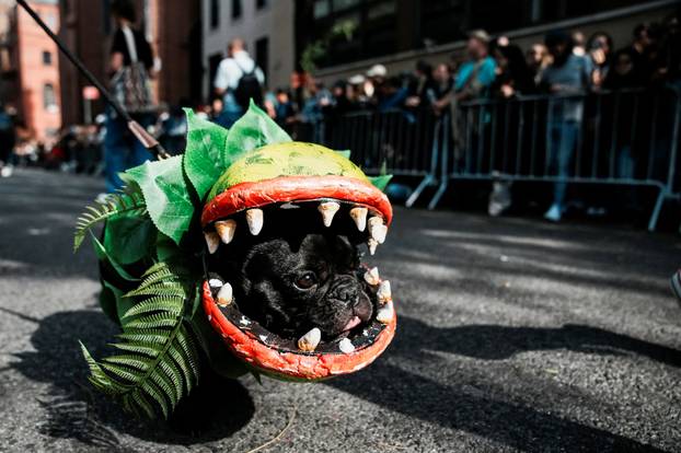 Tompkins Square Halloween Dog Parade in New York