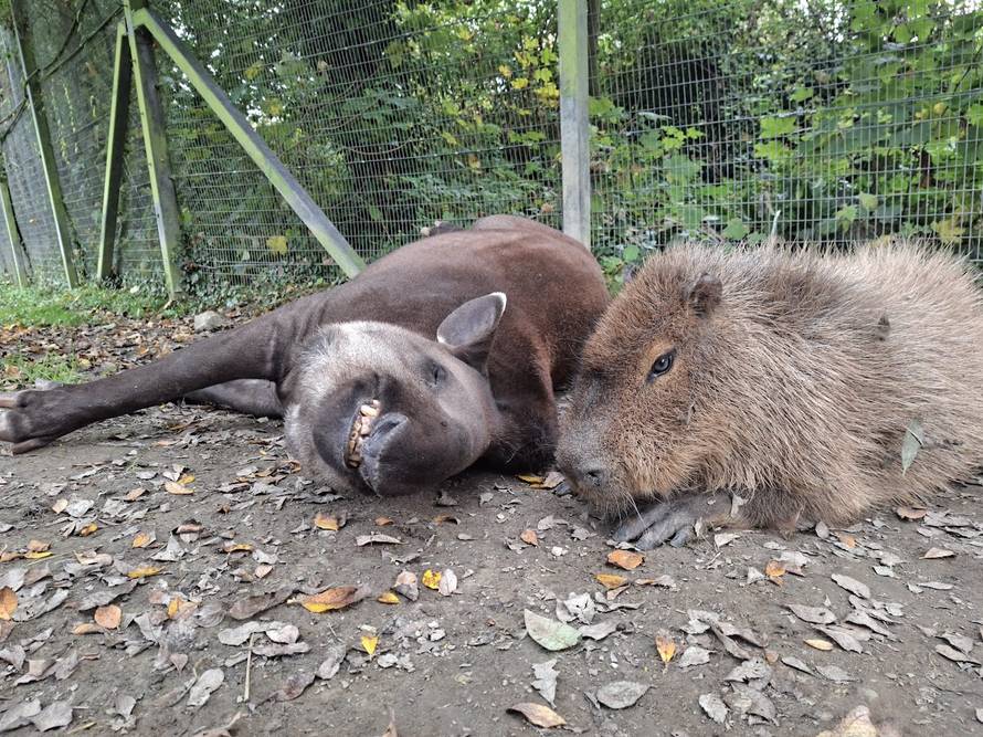 Tužno! U ZOO vrtu uspavali isti dan kapibaru i tapira. Bili su naj prijatelji, nisu ih htjeli razdvojiti