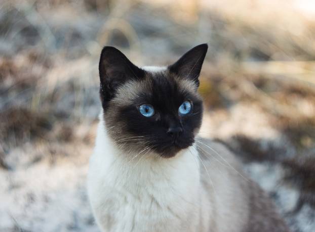 Beautiful brown Siamese female cat on sandy background, portrait