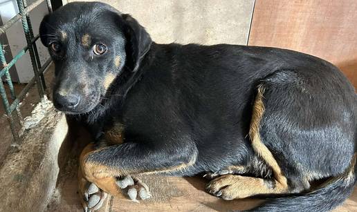 FOTO Ovo su oduzeti psi iz romskog naselja. U jednom danu spasili ih 37! Udomite ih