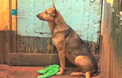 Pas Oscar brine se za brata i seku koje je napustila mama