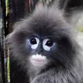 Popa langur - nova je preslatka vrsta majmuna u Mjanmaru