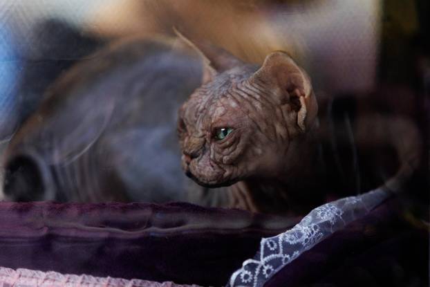 U Rijeci se održava Međunarodna izložba mačaka