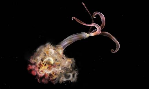 'Zombi crvi' misteriozno nestali. Znanstvenici su jako zabrinuti