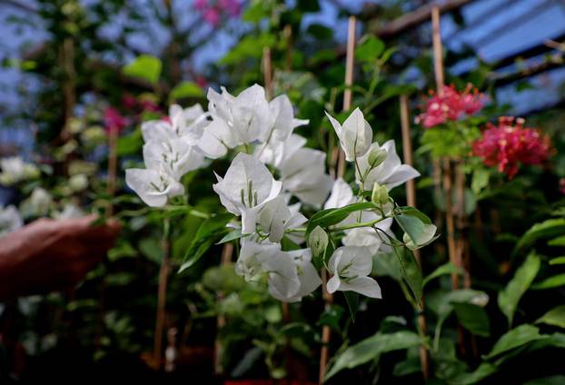 Split: Denis Bojčić, kolekcionar bugenvila