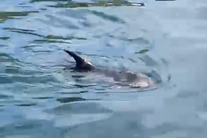 Ozlijeđen mladi dupin