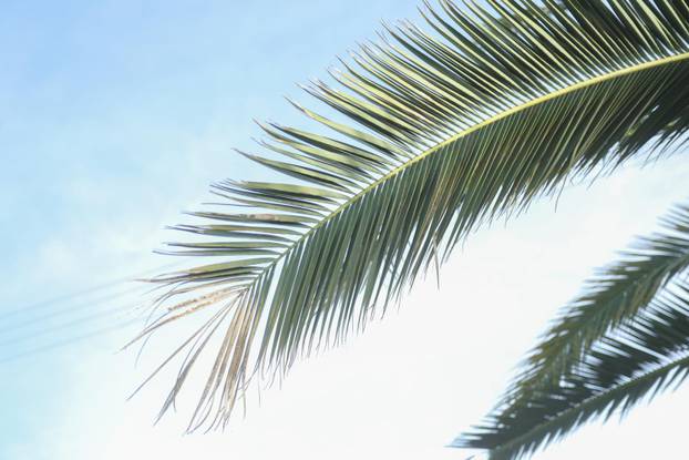 Egzotični vrt Igora Čupića