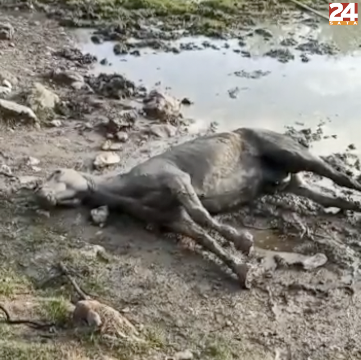 VIDEO Iz blata kod Livna spasili  ždrebicu: 'Bio je s njom u mulju dva sata dok je nije izvukao...'