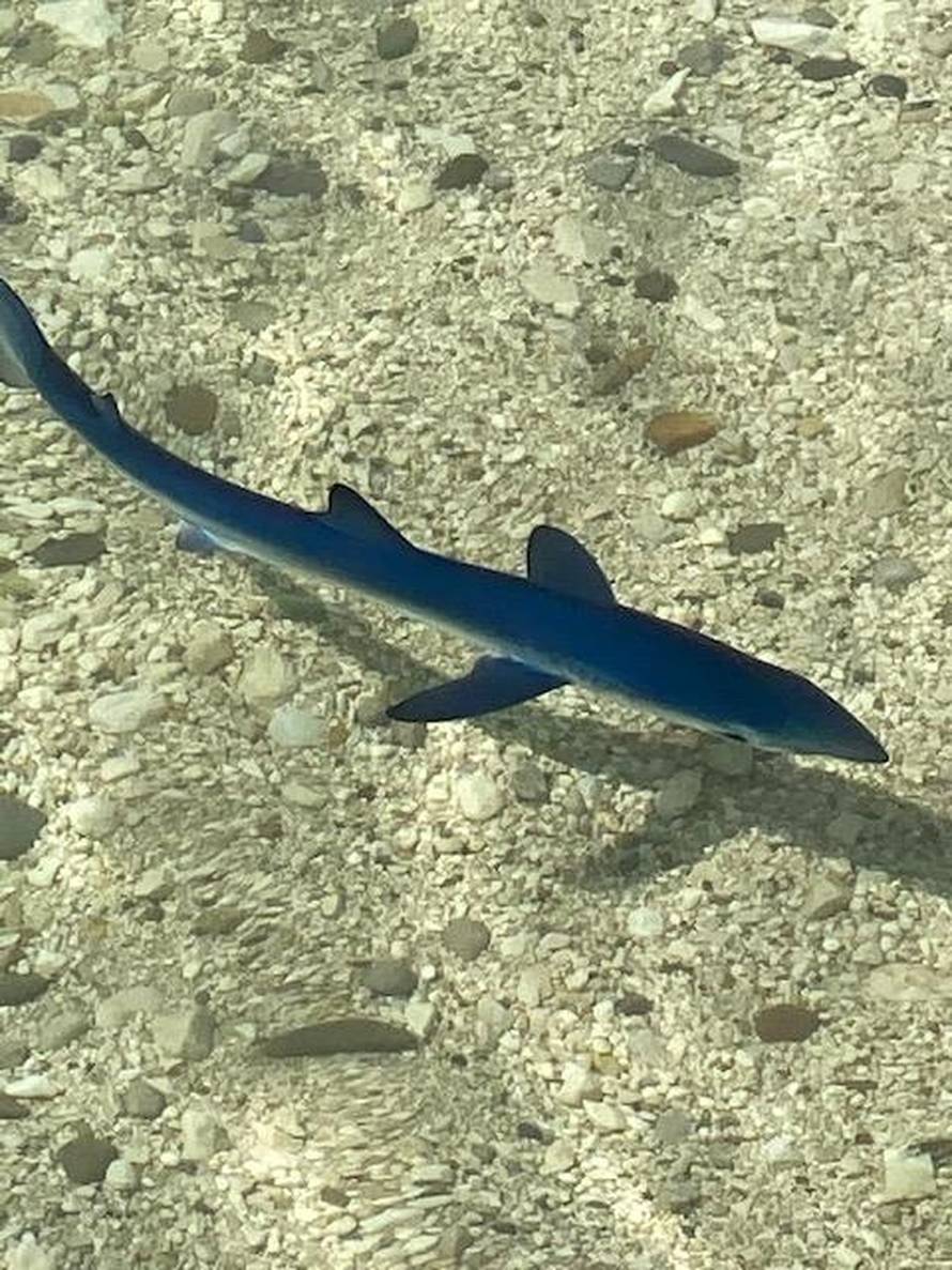 Baby shark u Puli: 'Nadam se da mu mama i tata nisu blizu'