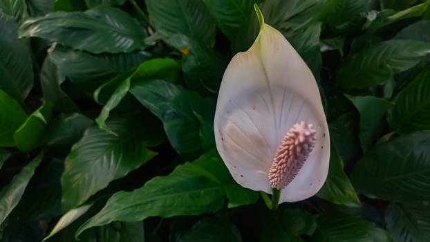 Unesite ove biljke u svoj dom i 'prizovite' novac i blagostanje