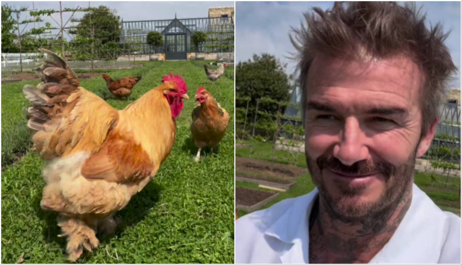 VIDEO Beckham ima novi hobi: Postao je farmer i uzgaja kokoši