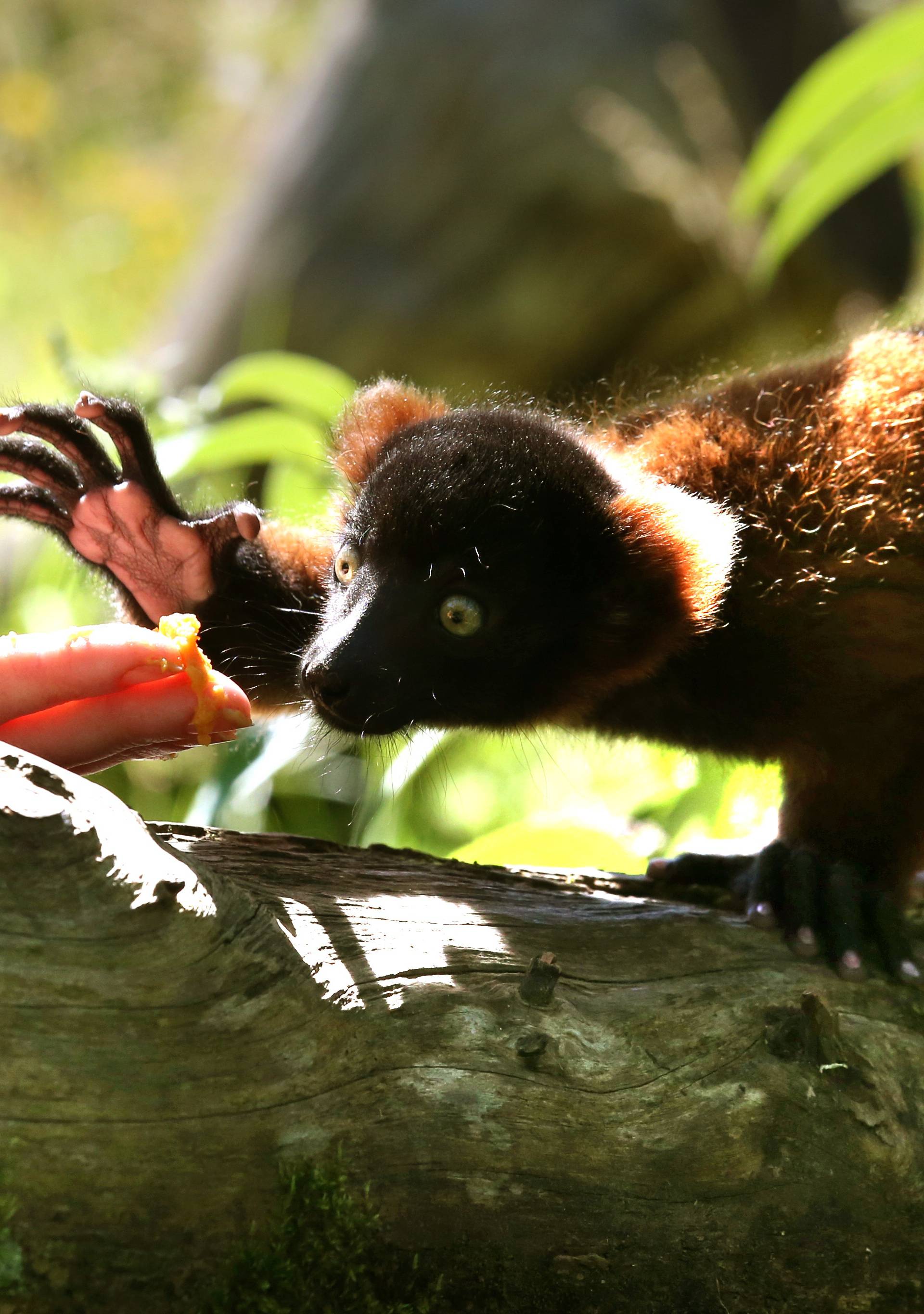 Red Ruffed Lemur born at Blair Drummond Safari Park