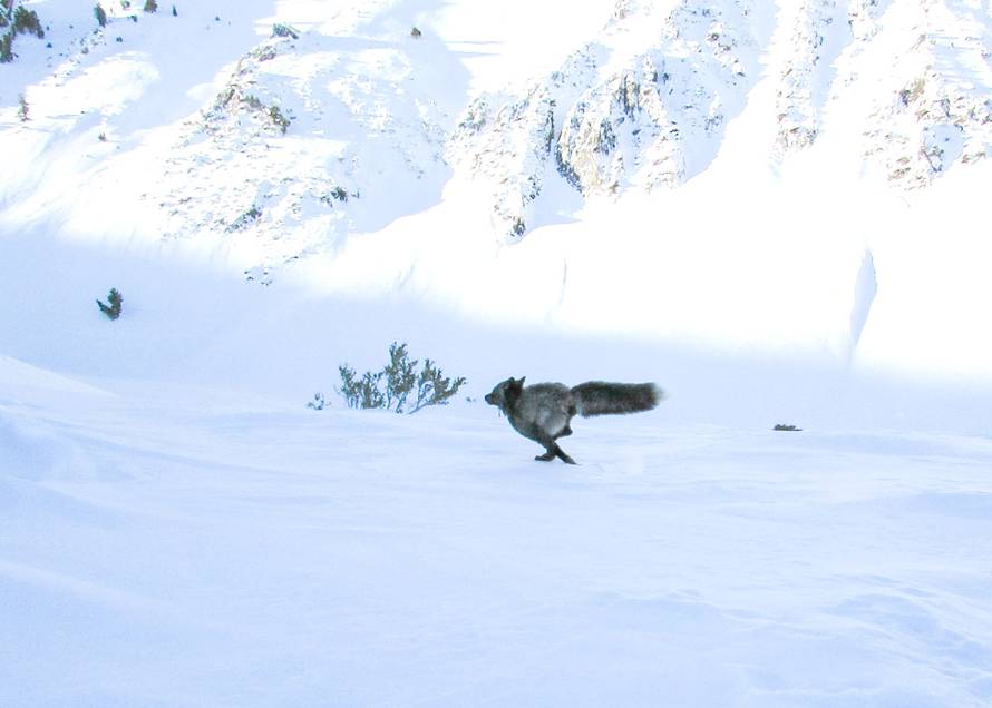 FOTO Izuzetno rijetka životinja po prvi put viđena u Kaliforniji