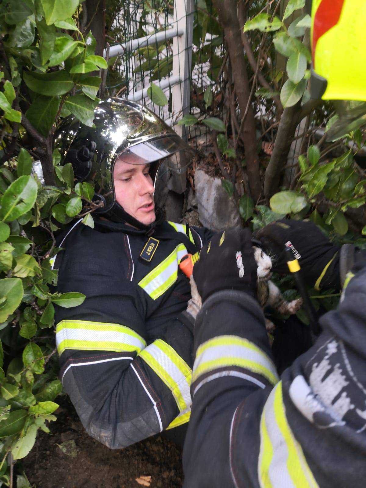 Vatrogasci spašavali macu u Zagrebu: Zapela je u rupi u zidu