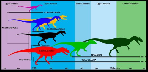 A simplified evolutionary tree of predatory dinosaurs (theropods) showing the time span in which Saltriovenator existed is pictured in this handout illustration