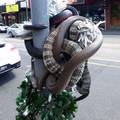 Samo u Australiji: Omotane zmije kao božićna dekoracija