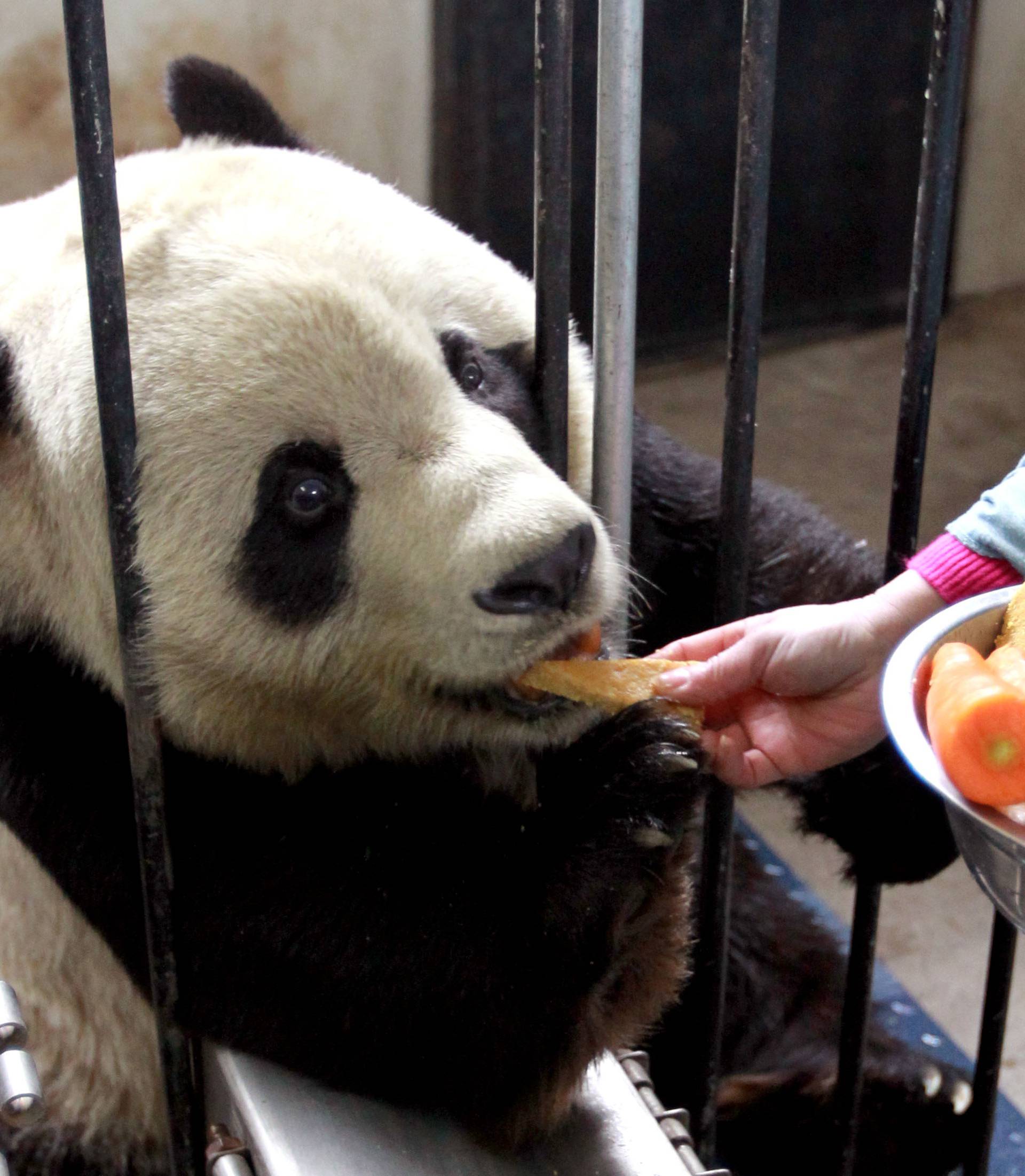 CHINA-SHANGHAI-ZOO ANIMALS-LUNAR NEW YEAR-FESTIVAL FEED (CN)