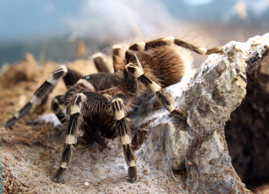 Marko je kralj tarantula: Ima ih 150, a pokrenuo je i posao...