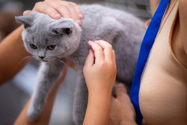 Zagreb: Drugi dan Međunarodne izložbe mačaka