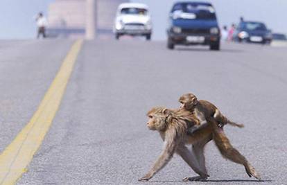 Indija: Poludjeli majmuni ozlijedili nekoliko ljudi 