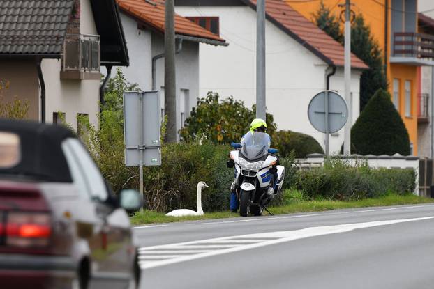 Labud usporio promet na cesti između Čakovca i Šenkovca