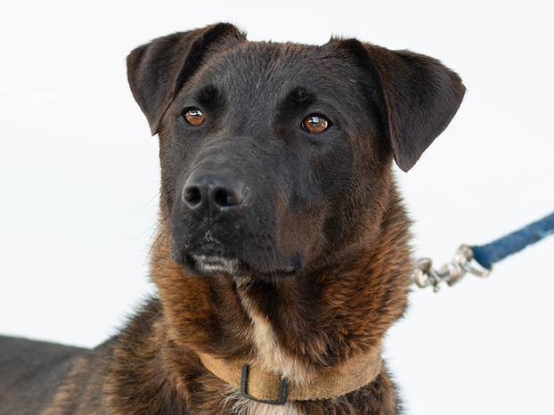 FOTO Ovi preslatki psići iz Noine Arke traže obitelj i stalni dom