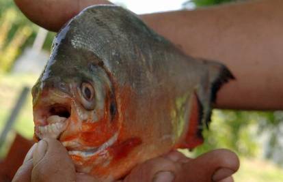 Kao u hororu: Piranje navalile kao da nisu jele mjesec dana