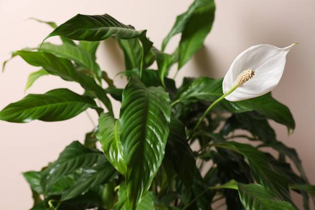 Beautiful spathiphyllum on beige background, closeup. House deco