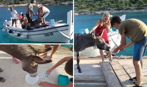 Spasili magaricu koju je netko ostavio na otoku kod Šibenika