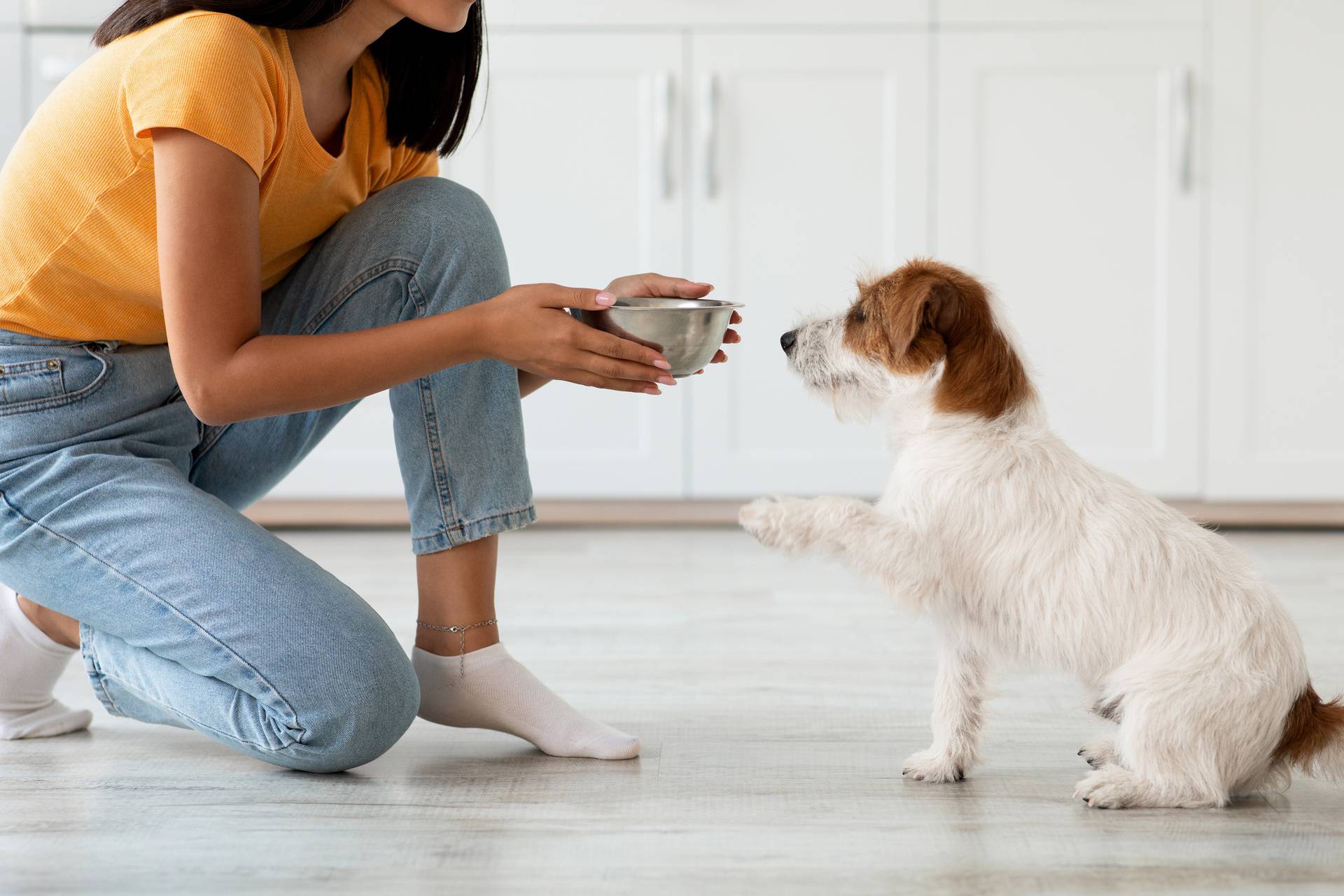 Pet,Feeding,Concept.,Fluffy,Dog,Jack,Russel,Terrier,Breed,Waiting