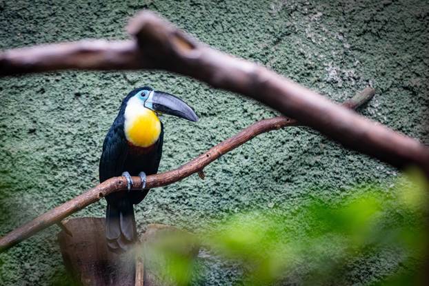 Pogledajte kako izgleda ljeto u zagrebačkom Zoološkom vrtu