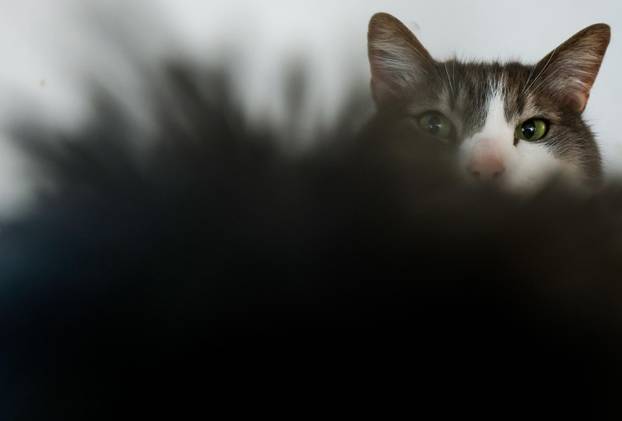 Zagreb: Emilija i Amer Alaydi otvorili su kafić Animal caffe