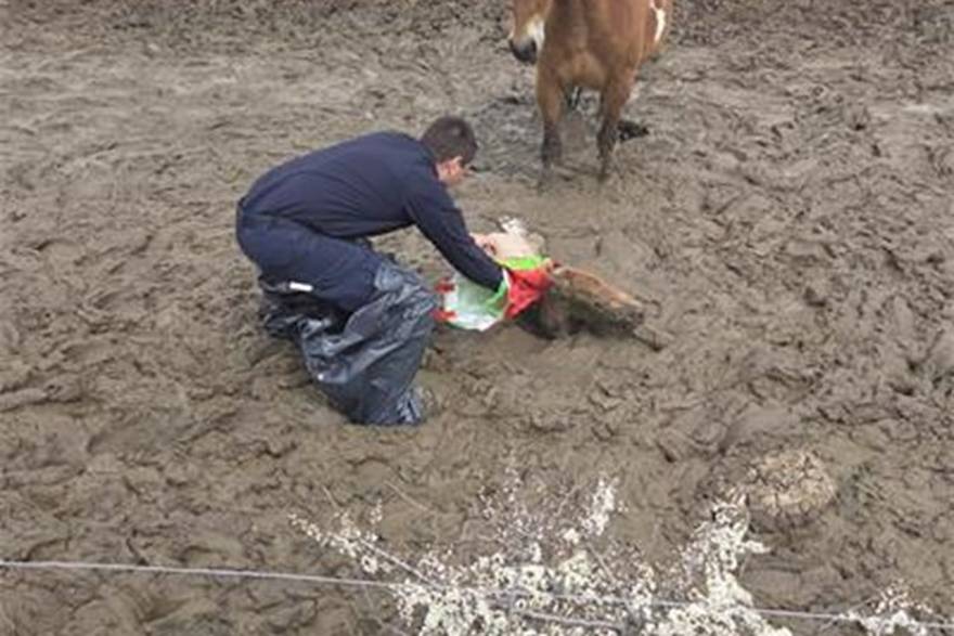 Spašavanje konja iz blata