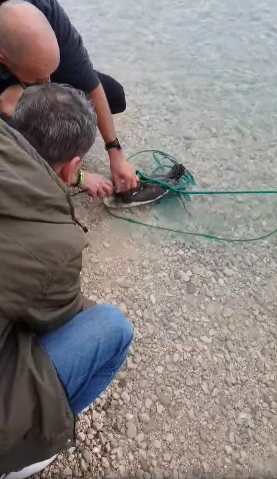 Prolaznici spašavali gnjurce, zapetljali se u ribarsku mrežu...