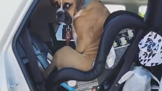 Pas umislio da je čovjek: Sjeo u sjedalicu i nije se htio maknuti
