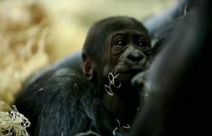 Ugrožena gorila rodila: Snimka postala pravi hit na internetu