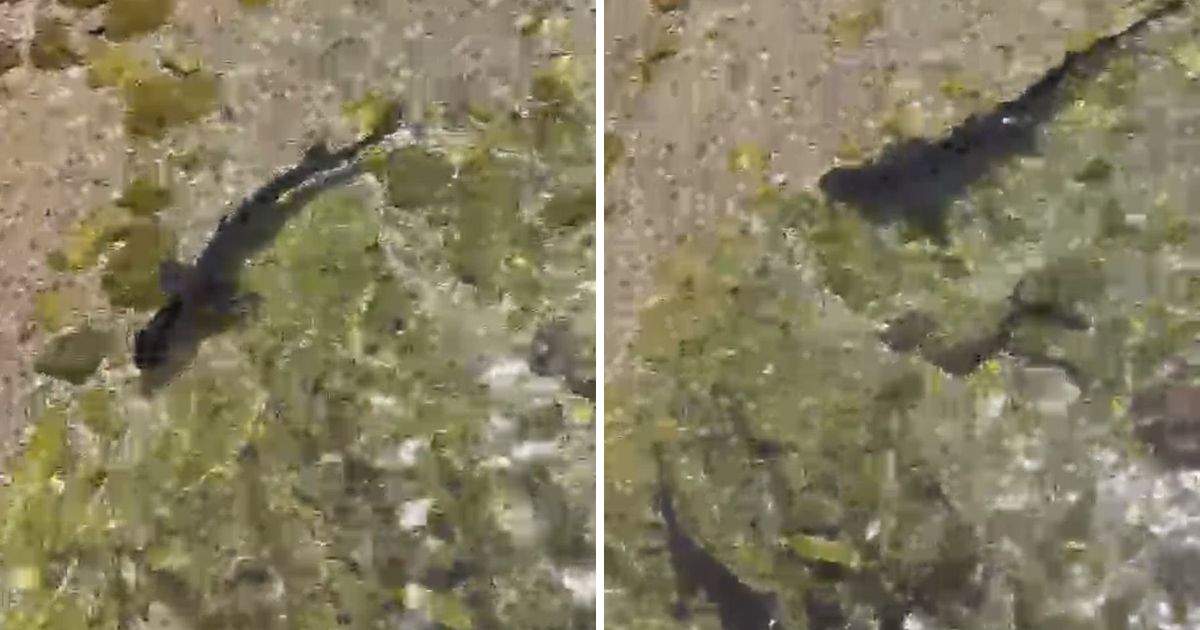Small Sharks in Shallows on Hvar filmed, as Tourists Panic and Wonder: Where is their Mother?