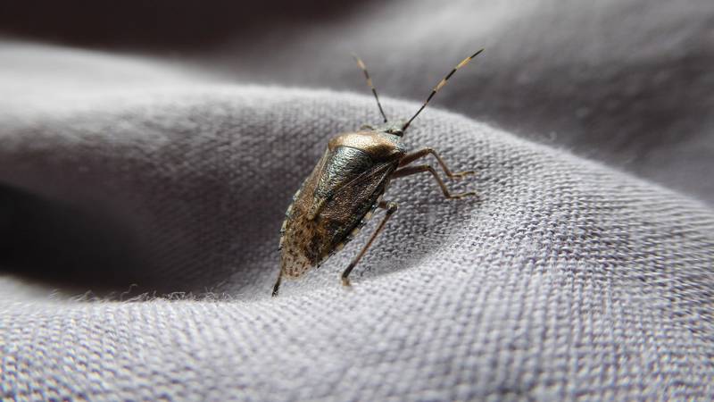 Najezda smrdljivih martina: Evo kako ih se riješiti bez uporabe pesticida opasnih po zdravlje