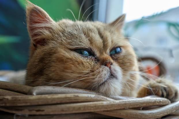 Zagreb: Emilija i Amer Alaydi otvorili su kafić Animal caffe