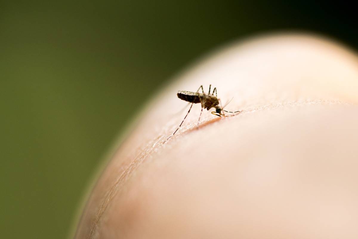 4 tipa ljudi privlače komarce najviše: Jeste li vi među njima?