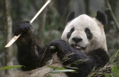 Pande Bili i Xiannu uživaju u bambusu prije puta u Japan