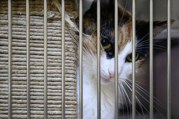 U skloništu Dumovec održan je prvi Dumovečki buvljak na kojem su građani mogli posjetiti sklonište te upoznati pse i mačke