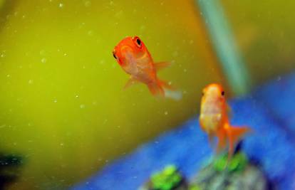 Koncentracija nam traje kraće nego zlatnoj ribici, 8 sekundi 