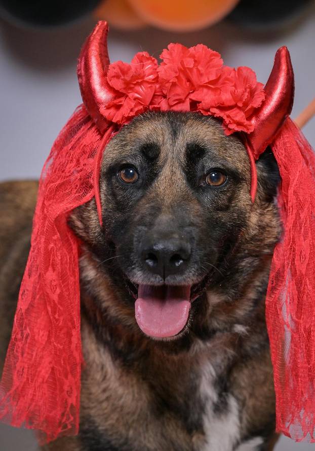 Sklonište u Dumovcu poziva na posebno jesensko udomljavanje pasa i mačaka