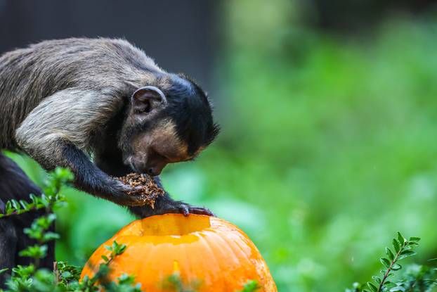 Zagreb: U Zoološkom vrtu organizirana podjela slasnih bundeva životinjama