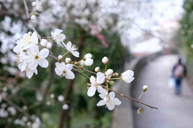 Zagreb: Procvala prva stabla na Gornjem gradu