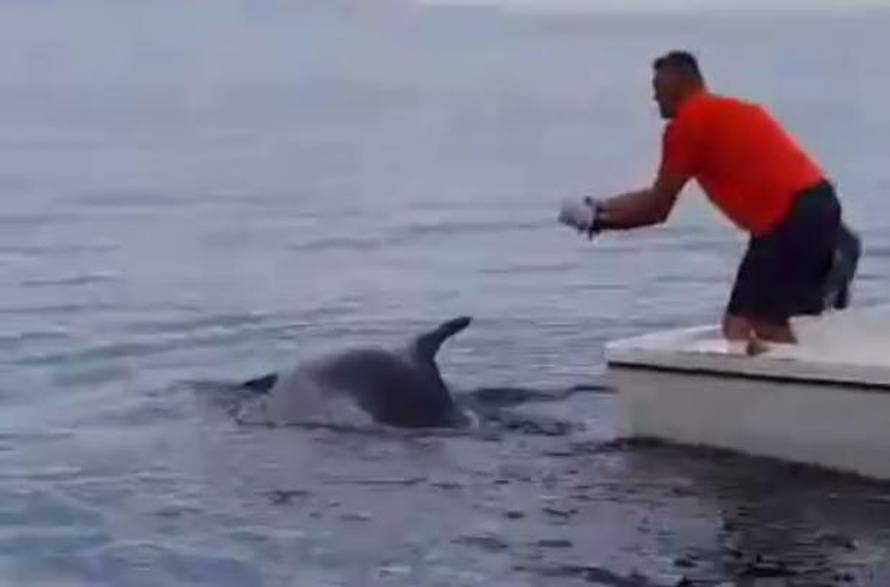 Heroji iz Senja: Spasili dupina koji se zapetljao u parangal