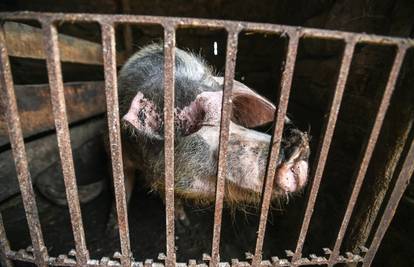 Otkrili dva nova slučaja afričke svinjske kuge u Slavoniji...