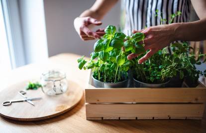 Kako uzgojiti začinsko bilje i pravilno zalijevati biljke: Pridružite nam se na radionici